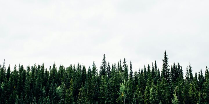 Article EUDR in practice A blueprint for efdorestation free supply chains